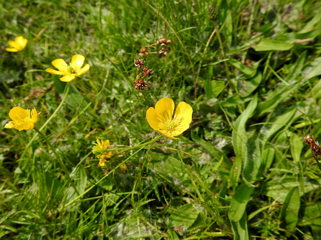 Knolboterbloem [14559] 13-mei-2018 (Vechtdal, Arrien).jpg - Knolboterbloem [Ranunculus bulbosus]